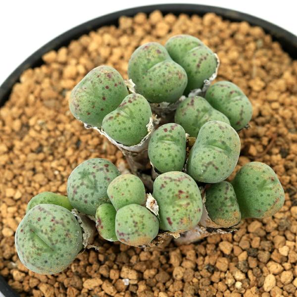 （多肉植物）コノフィツム　ジュクンダム　オルビクム　２号（１鉢）