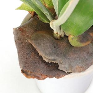 (観葉植物)コウモリラン ビカクシダ アルシコ...の詳細画像1