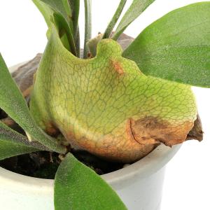 (観葉植物)コウモリラン ビカクシダ アルシコ...の詳細画像2