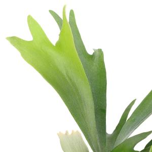 (観葉植物)コウモリラン ビカクシダ アルシコ...の詳細画像3