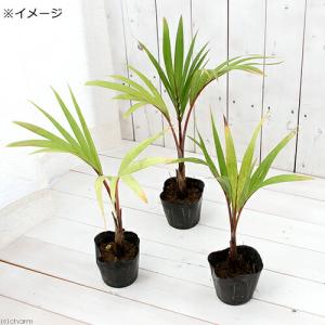 (観葉植物)トックリヤシの苗 3〜4号(1ポット)の詳細画像1