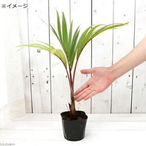 (観葉植物)トックリヤシの苗 3〜4号(1ポット)の詳細画像2