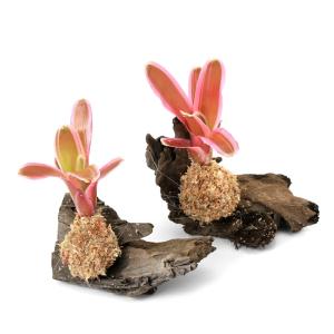 （観葉植物）テラリウム向け　ネオレゲリア　流木付　ＳＳサイズ（１個）　ブロメリア