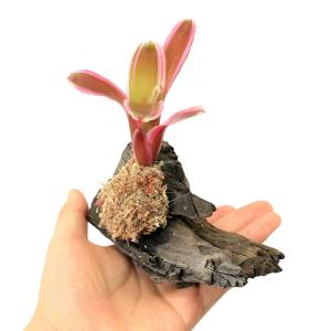 (観葉植物)テラリウム向け ネオレゲリア 流木...の詳細画像1