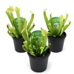 (食虫植物)サラセニア フィラデルフィア 2....の詳細画像1