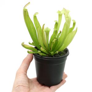 (食虫植物)サラセニア フィラデルフィア 2....の詳細画像2