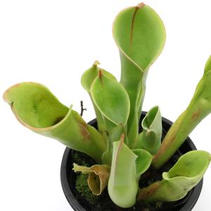 （食虫植物）サラセニア　ヘリアンフォラ　ミノール　ハイブリッド　２．５〜３号（１ポット）