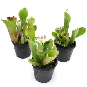 (食虫植物)ヘリアンフォラ ミノール ハイブリ...の詳細画像1