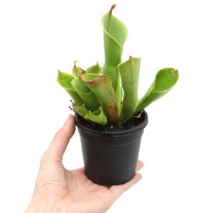 (食虫植物)ヘリアンフォラ ミノール ハイブリ...の詳細画像2