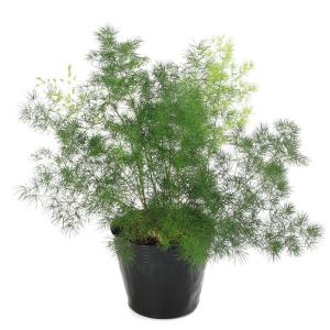 （観葉植物）アスパラガス　マコワニー（ミリオクラダス）　４．５号（１鉢）