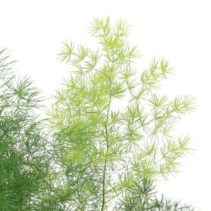(観葉植物)アスパラガス マコワニー(ミリオク...の詳細画像1