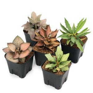 （多肉植物）ユーフォルビア　フランコイシー　品種おまかせ　３号（１鉢）