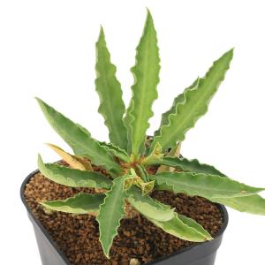(多肉植物)ユーフォルビア フランコイシー 品...の詳細画像1