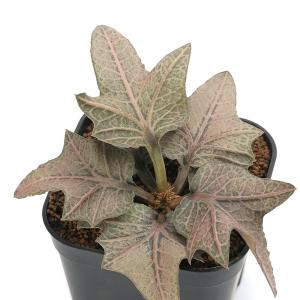 (多肉植物)ユーフォルビア フランコイシー 品...の詳細画像2