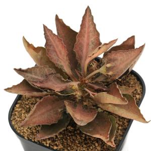(多肉植物)ユーフォルビア フランコイシー 品...の詳細画像3