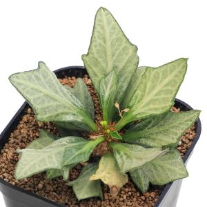 (多肉植物)ユーフォルビア フランコイシー 品...の詳細画像5