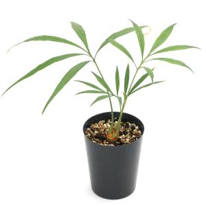 （観葉植物）サイカス　デバオエンシス　３号（１鉢）