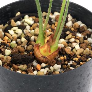 (観葉植物)サイカス デバオエンシス 3号(1鉢)の詳細画像2