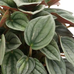 (観葉植物)ペペロミア ナポリナイツ 3号(1...の詳細画像1