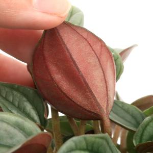 (観葉植物)ペペロミア ナポリナイツ 3号(1...の詳細画像2