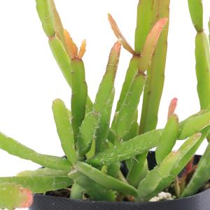 (観葉植物)リプサリス ラウヒホラム 3号(1...の詳細画像1