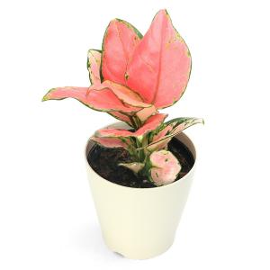 （観葉植物）アグラオネマ　オースピシャスレッド　４号（１鉢）