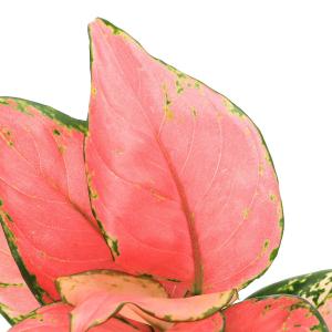 (観葉植物)アグラオネマ オースピシャスレッド...の詳細画像1