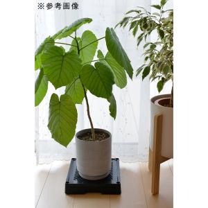 DAIM どこでもブラックベース 24cm フ...の詳細画像2