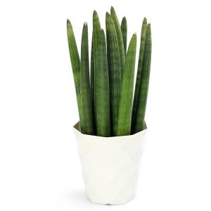 (観葉植物)サンスベリア キリンドリカ 4号(1鉢)の商品画像
