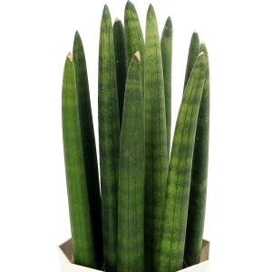 (観葉植物)サンスベリア キリンドリカ 4号(1鉢)の詳細画像1