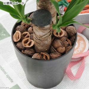 くるみの殻 4L ガーデニング 敷材 マルチン...の詳細画像1