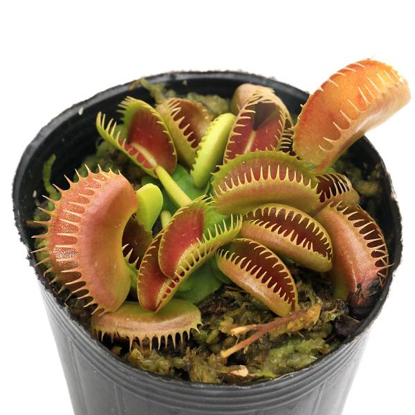 （食虫植物）ハエトリソウ　ブラッディ　ナース　２号（１鉢）