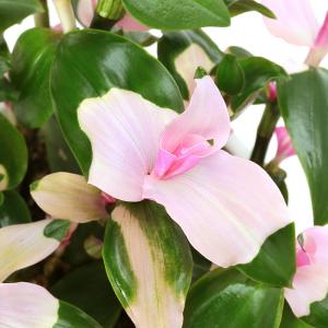 (観葉植物)トラディスカンチア 胡蝶の舞 4号(1鉢)の商品画像