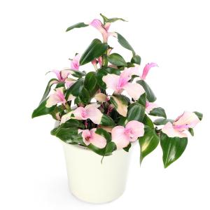 (観葉植物)トラディスカンチア 胡蝶の舞 4号...の詳細画像1