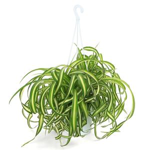 （観葉植物）オリヅルラン　ボニー　吊り鉢タイプ　５〜６号（１鉢）