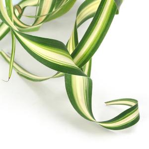 (観葉植物)オリヅルラン ボニー 吊り鉢タイプ...の詳細画像1