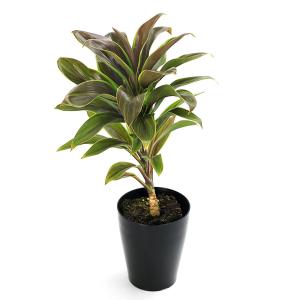 (観葉植物)コルジリネ フルティコサ グリーン...の詳細画像1