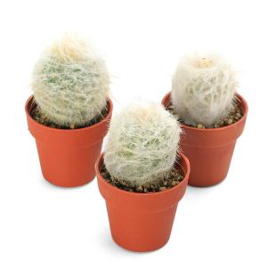 （多肉植物）サボテン　エスポストア　幻楽　１号（１ポット）