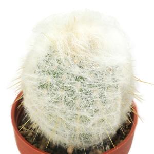 (多肉植物)サボテン エスポストア 幻楽 1号...の詳細画像1