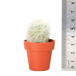 (多肉植物)サボテン エスポストア 幻楽 1号...の詳細画像3