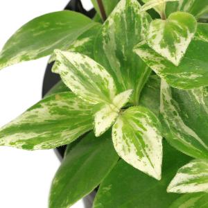 (観葉植物)エスキナンサス ラディカンス 斑入...の詳細画像1