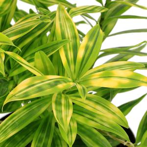 （観葉植物）ドラセナ　スルクロサ　ファニータ　４号（１鉢）