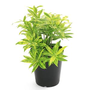 (観葉植物)ドラセナ スルクロサ ファニータ ...の詳細画像1