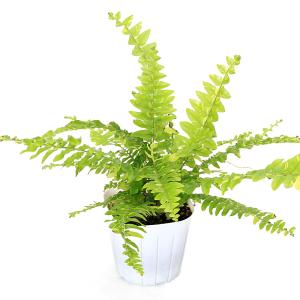 (観葉植物)シダ ネフロレピス タイガー 3号...の詳細画像1