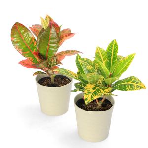 （観葉植物）クロトン　ペトラ　４号（１鉢）