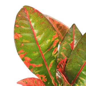 (観葉植物)クロトン ペトラ 4号(1鉢)の詳細画像1