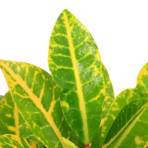 (観葉植物)クロトン ペトラ 4号(1鉢)の詳細画像2