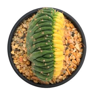 (多肉植物)エキノプシス パチャノイ 綴化 斑...の詳細画像1