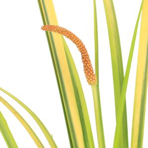 (ビオトープ)水生植物 セキショウ 朧月(1ポ...の詳細画像1