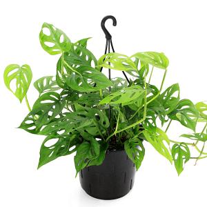 （観葉植物）モンステラ　オブリクア　エクスピラータ　吊り鉢　５号（１鉢）